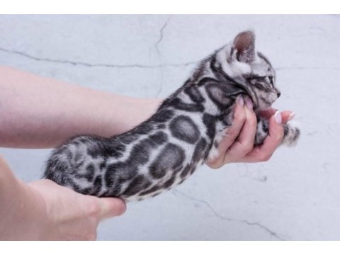Silver bengal kittens wcf pedigree ozyfelines