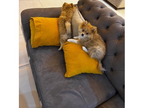 Erkek ve dişi yavru pomeranian