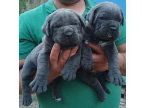 Blue cane corso dişi yavrular