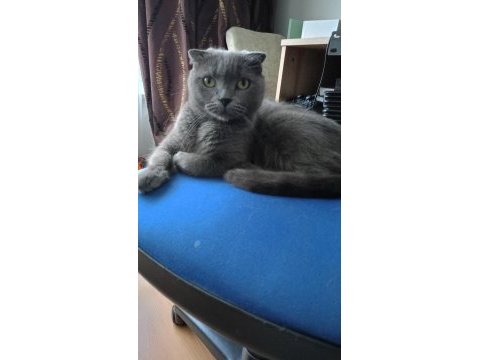 Sahibinden scottish fold kedimiz