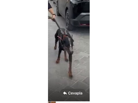 Dişi 1 yaşında doberman