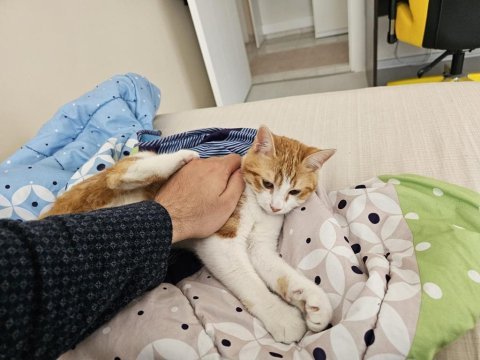 6 aylık sağlıklı sarman