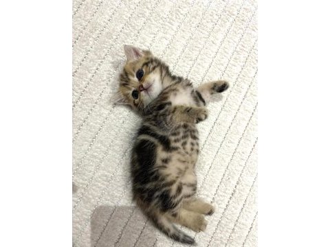 Golden n12 british shorthair orjinal safkan