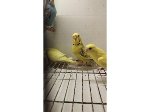 Alıştırmalık bebek muhabbet kuşu yavrular
