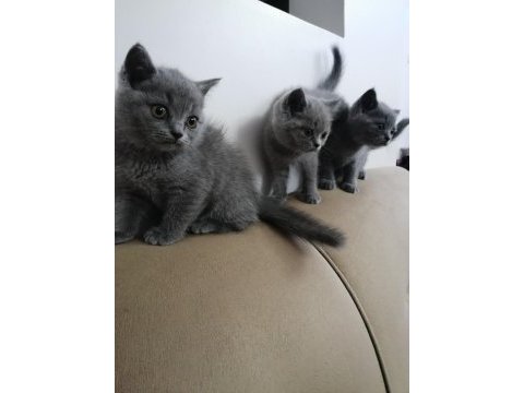 British shorthair bebekler