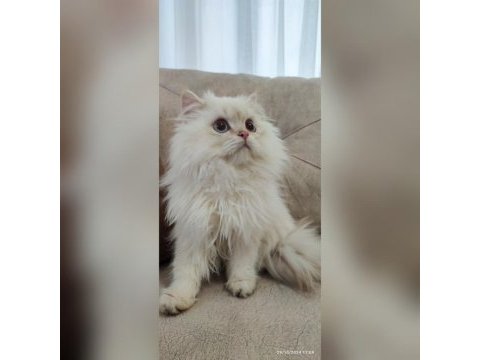 Üst kalite son erkek british longhair yavrum