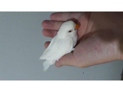 Albino yeni yeme düşmek üzere olan cennet papağanı bebek