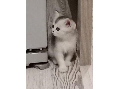 Kedimize sıcak bir yuva arıyoruz