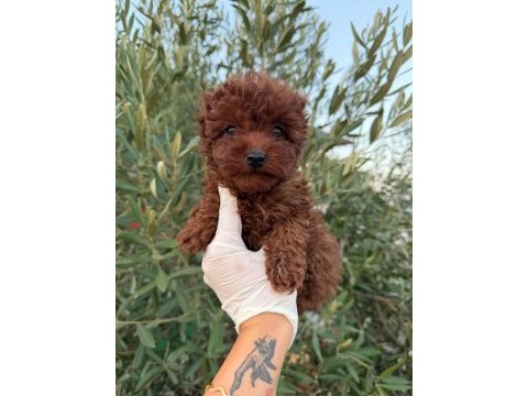 Yurtdışı girişli kore erkek poodle