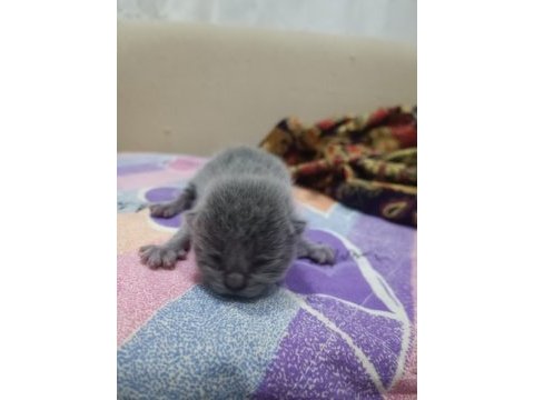 14 şubat doğumlu british shorthair yavrularımız