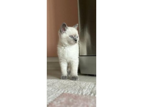 Safkan oyuncu british shorthair patiler