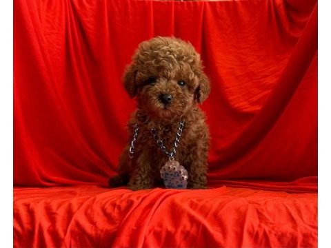 Sevimli toy poodle yavrularımız