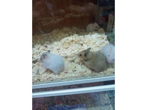 Hamster lar geldi