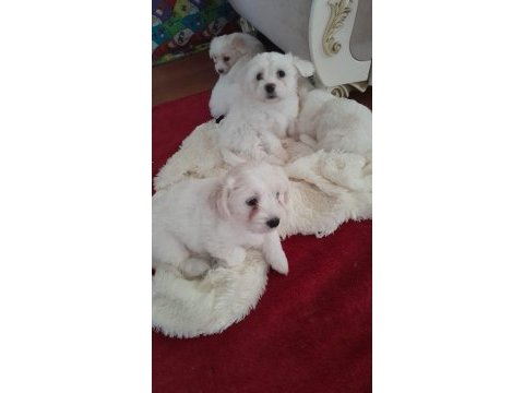 Orijinal malta maltese terrier yavrular