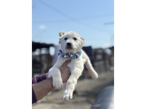 Kangal ve anadolu çoban akbaş