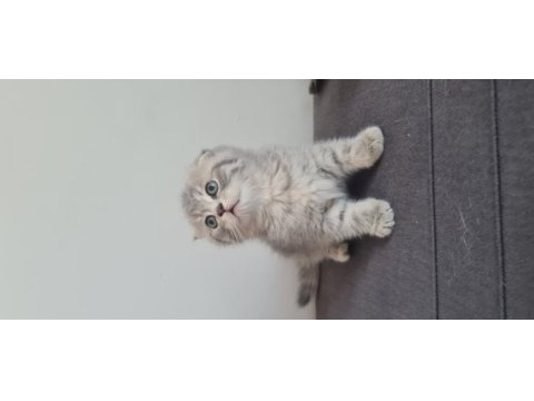 2 aylık dişi kedimiz sahiplendirme