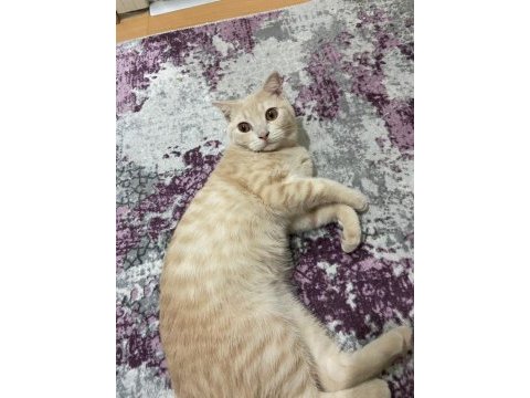Prensimize yuva arıyoruz british shorthair