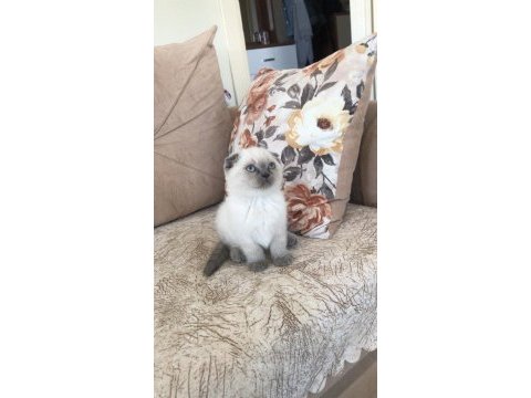 Safkan scottish fold minnaklar