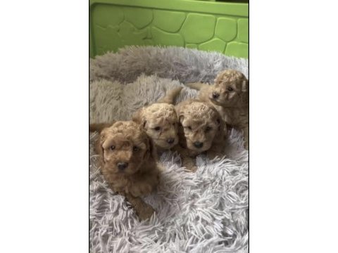 Toy poodle sağlıklı köpeği