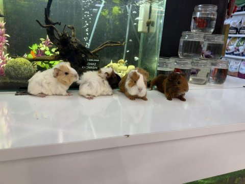Ginepig yavruları