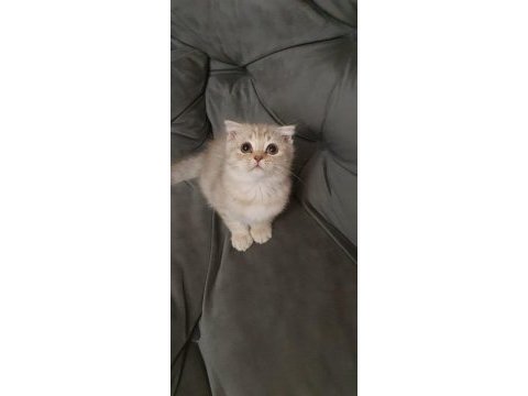 Mama karşılığı 2.5 aylık erkek scottish fold