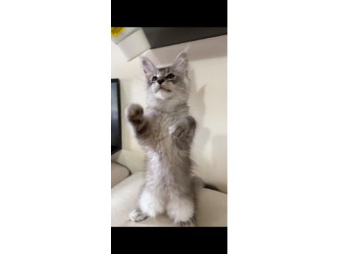 Xxl maine coon yavrular