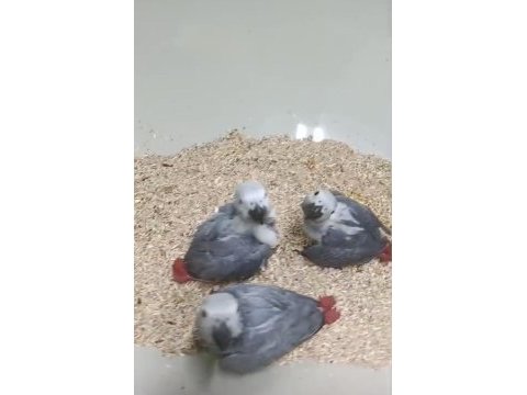 Orman bakanlığı belgeli yavru evcil jako papağanı