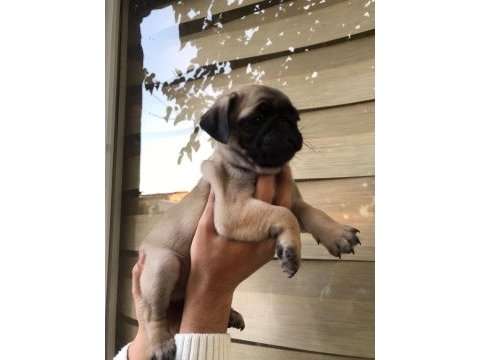 Pug gül kuyruk köpekler