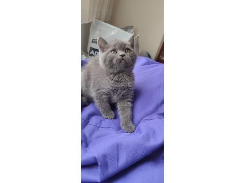 Scottish fold ve british shorthair yavrular