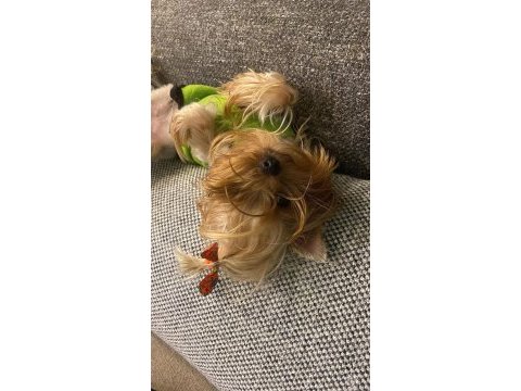 Irkının en güzeli çanta boy yorkshire