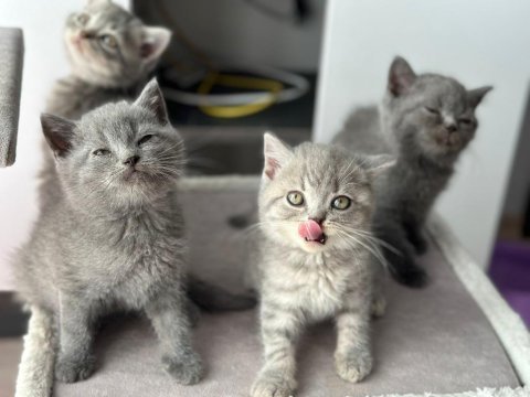 Bayram şekeri minik british shorthair yavrularım