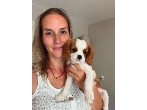Cavalier king charles yavrularımız