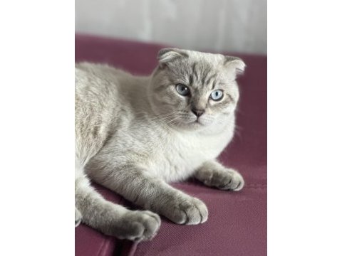 Scottish fold blue point shorthair erkek 7 aylık
