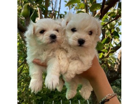 Sıfır boy mükemmel maltese yavrular