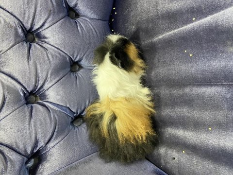 6 aylık erkek ginepig