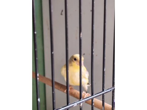 Güzel renkli kula sarı erkek yavru kanarya!
