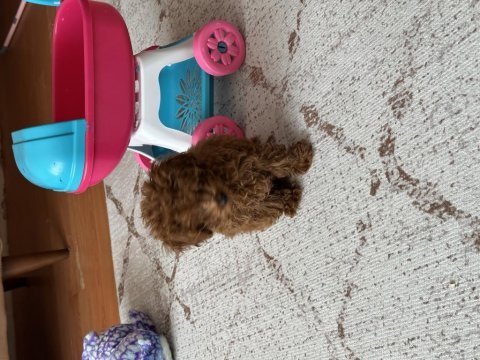 Kore tea cup poodle