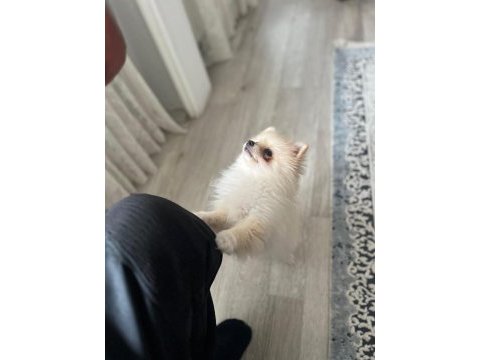 3 aylık dişi pomeranian güzellik