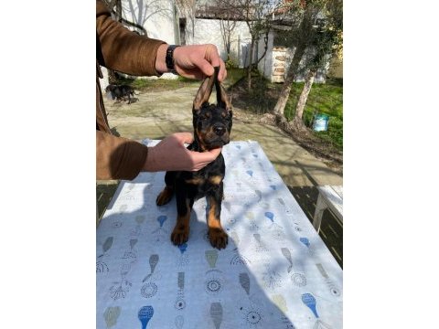King doberman köpeği yavru