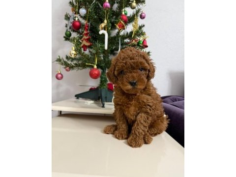 Mükemmel toy poodle dişi yavrumuz yeni ailesini aramakta