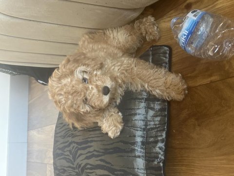 Mersin toy poodle 2.5 aylık dişi