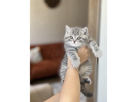 Ayı surat british shorthair yavrum