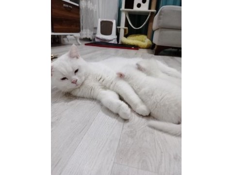 40 günlük british shorthair kediler