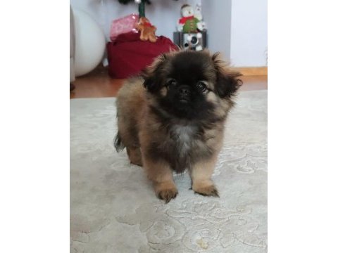 Pekinez cins köpekler acil yuva aranıyor