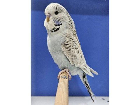 Yeni yeme düşen muhabbet kuşu jumbo yavrular