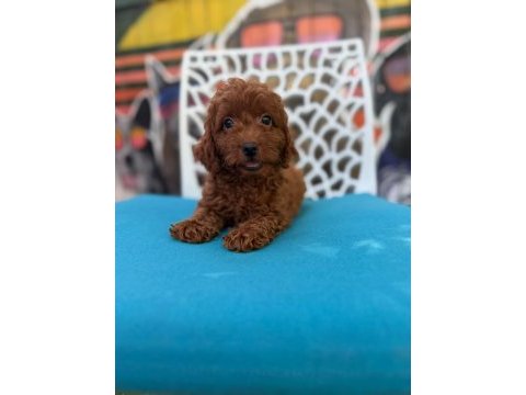 Ömürlük poodle yol arkadaşı