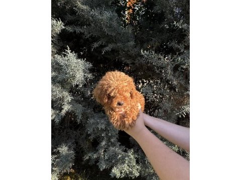 Tuvalet eğitimli evde büyüyen poodle yavrular