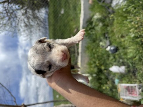 Üreticiden blue merle ve siyah beyaz border collie yavrular