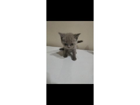 Cok uyguna maviş gözlü british shorthair yavrular
