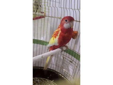 Rozella papağanı 1 yaşında